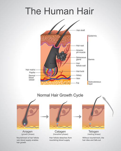 Životni ciklus kose